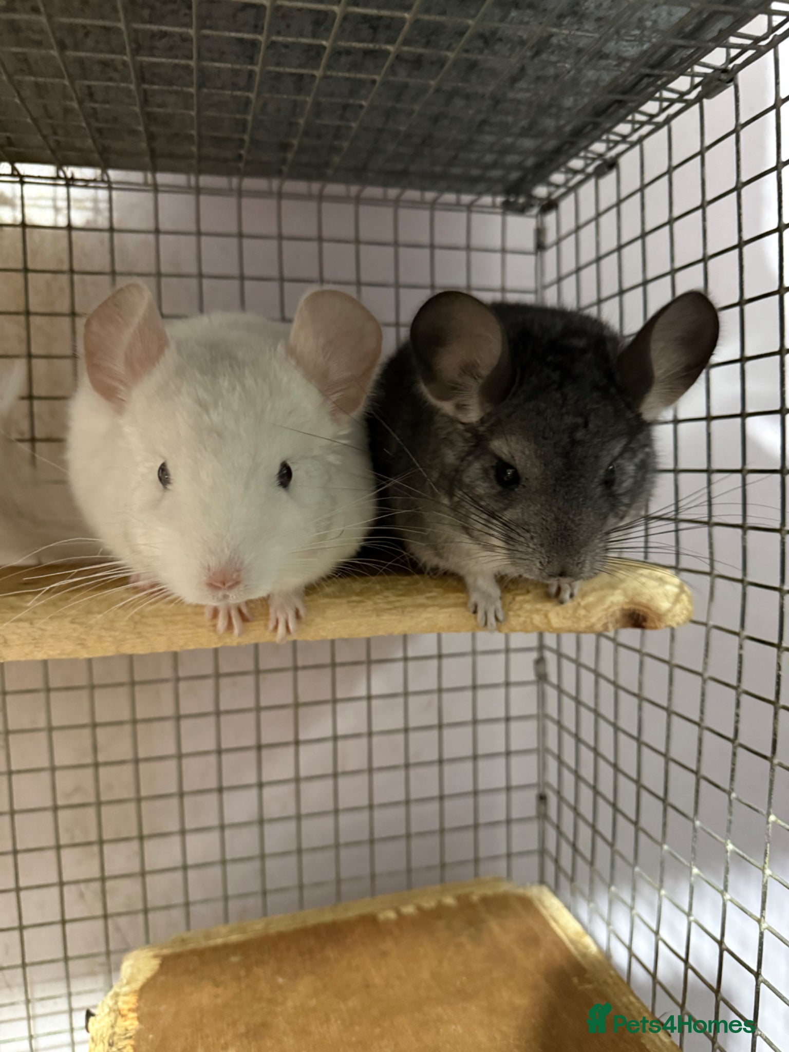 Chinchilla rodents Chinchilla kits  - Advert 1