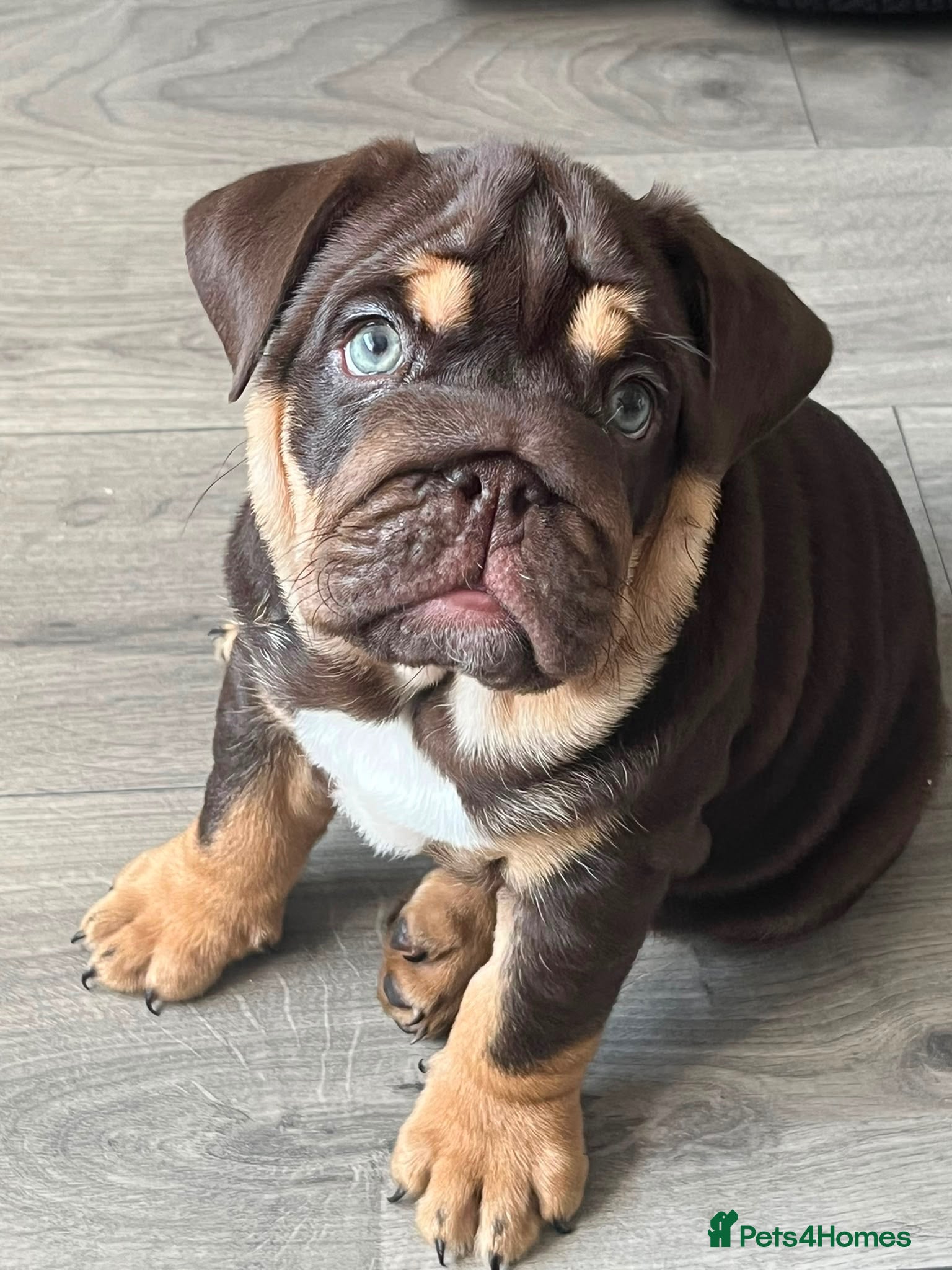 English Bulldog dogs 🐾 two females english Bulldog pups 🐾 - Advert 17