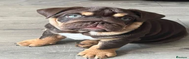 English Bulldog 7