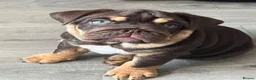 English Bulldog dogs for sale: 🐾 two females english Bulldog pups 🐾 - Advert 1