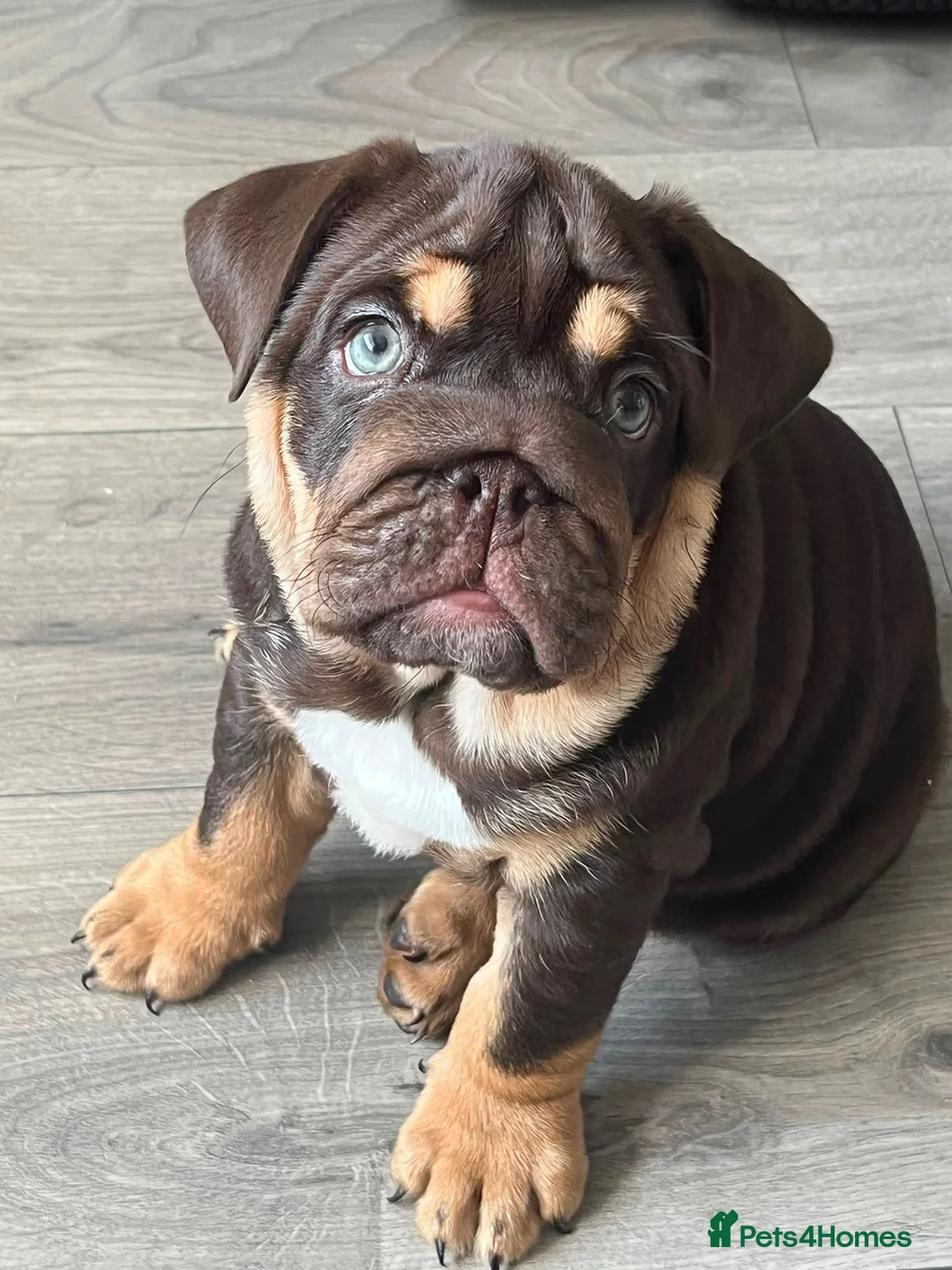 English Bulldog dogs for sale: 🐾 two females english Bulldog pups 🐾 - Advert 1