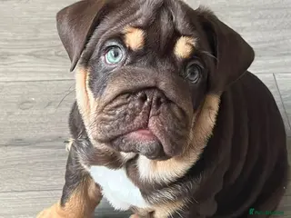 English Bulldog dogs 🐾 two females english Bulldog pups 🐾 - Advert 17