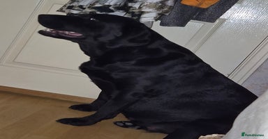 Labrador Retriever dogs - Advert 6