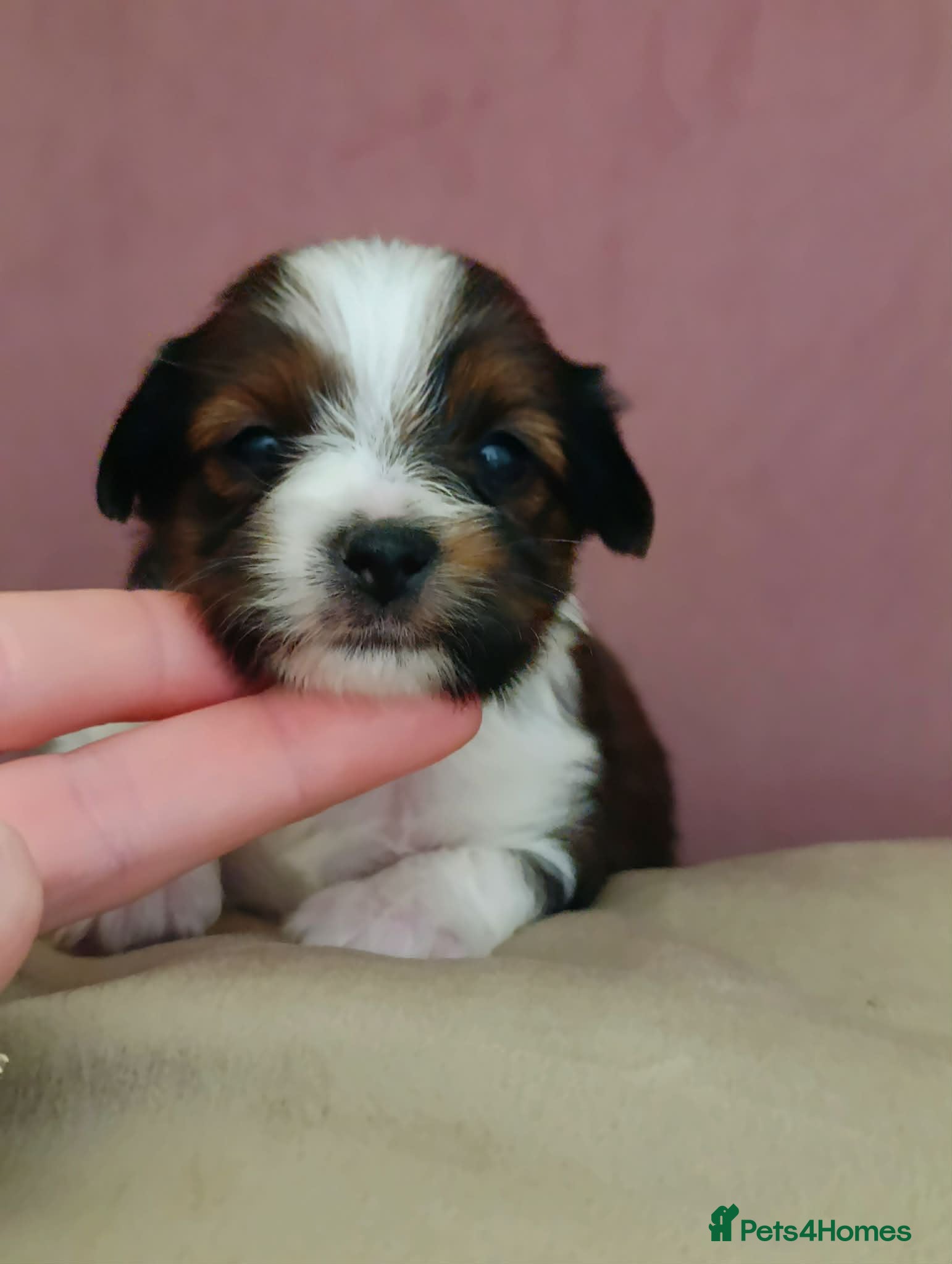 Biewer Terrier dogs 🐕Yorkshire terrier- Luxury Colors🤍🧡🖤🤎 - Advert 1