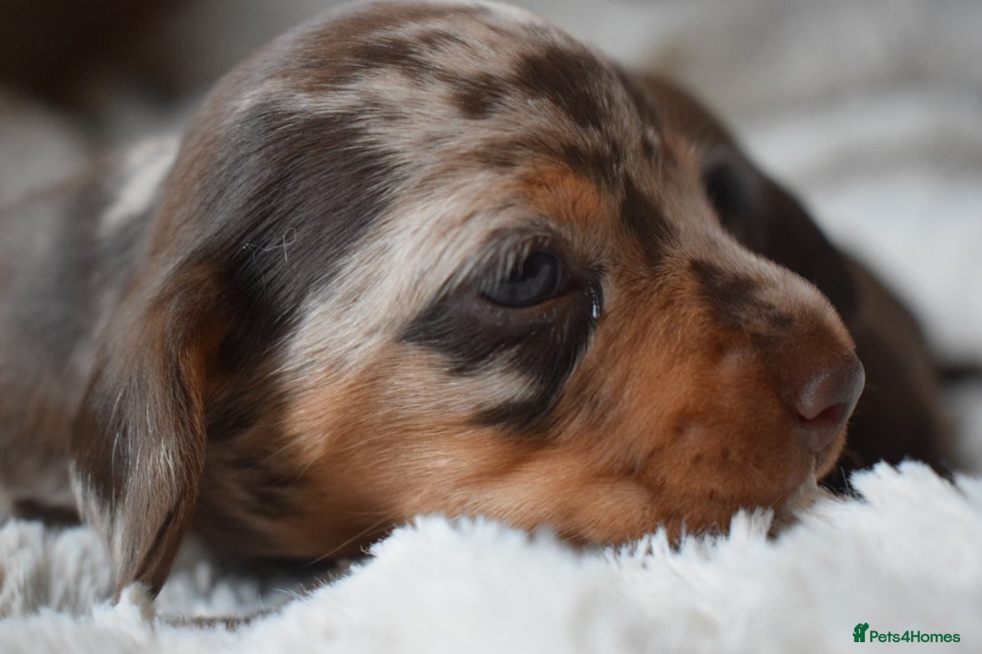 Miniature Dachshund dogs for sale: miniature dachshund puppies ready to reserve 🤍 - Image 14