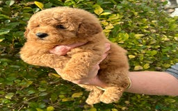 Miniature Poodle dogs for sale: Miniature poodles - Image 21