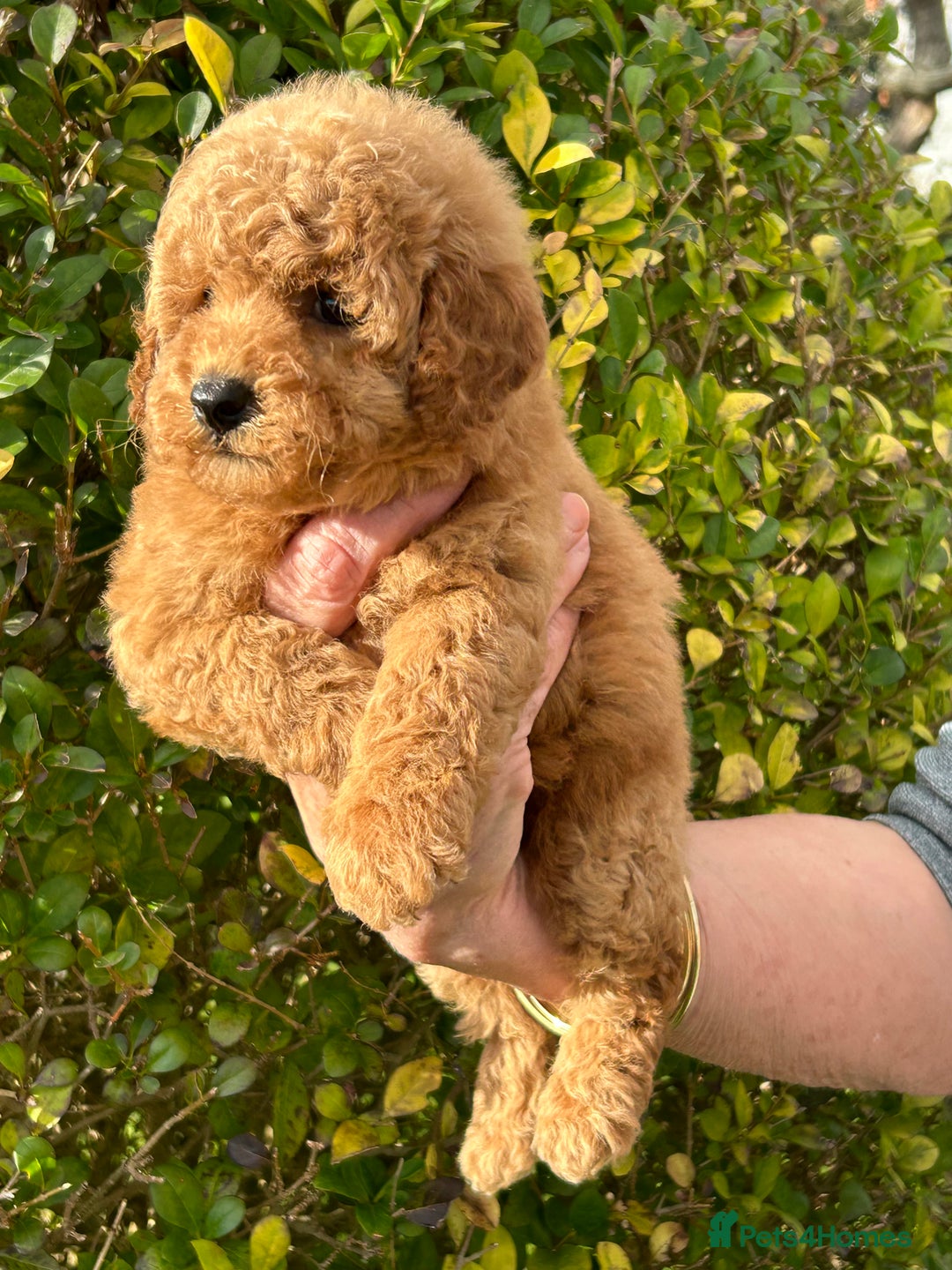Miniature Poodle dogs for sale: Miniature poodles - Image 21