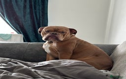 Dorset Olde Tyme Bulldogge dogs for sale: Olde tyme English bulldog  - Image 1