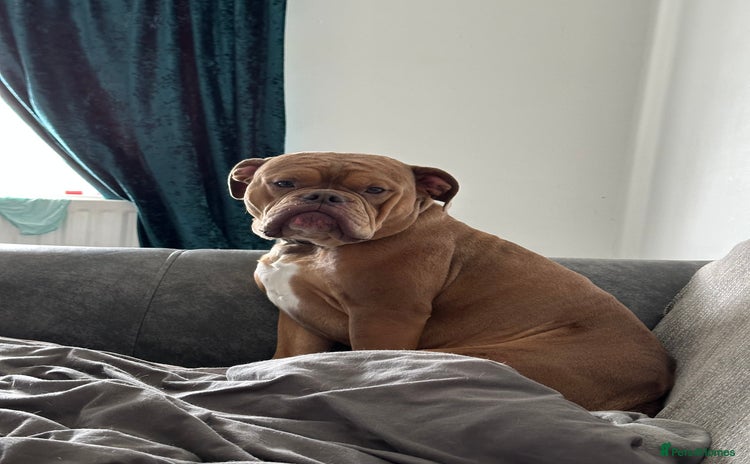 Dorset Olde Tyme Bulldogge dogs - Advert 1
