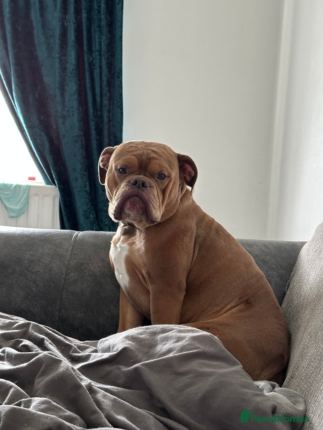 Dorset Olde Tyme Bulldogge dogs for sale: Olde tyme English bulldog  - Image 1