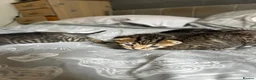 Mixed Breed cats for sale: Tabby kittens for sale in Bedford - Advert 10