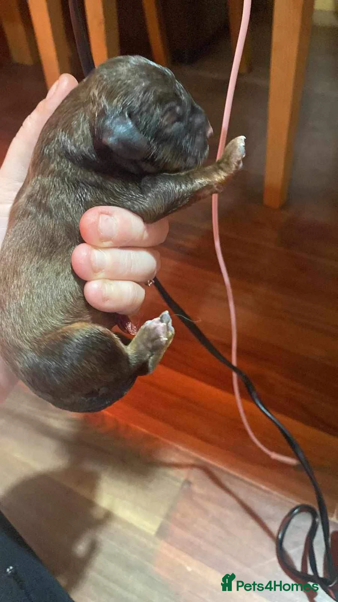 Toy Poodle dogs for stud: Stunning Sable Phantom Parti Toy Stud, DNA Tested in Market Drayton - Advert 7