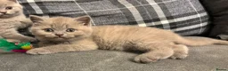 British Shorthair cats for sale: BEAUTIFUL PEDIGREE HEALTH TESTED BSH KITTENS  - Advert 3