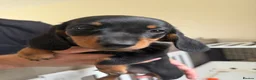 Miniature Dachshund dogs for sale: *Reduced* Ready to go Miniature Dachshunds - Advert 8
