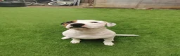 Staffordshire Bull Terrier dogs for sale: Bertie Staffordshire bull terrier almost 3 in Nottingham - Advert 7