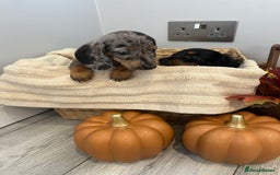 Miniature Dachshund dogs for sale: Beautiful miniature dachshund puppies  - Image 2