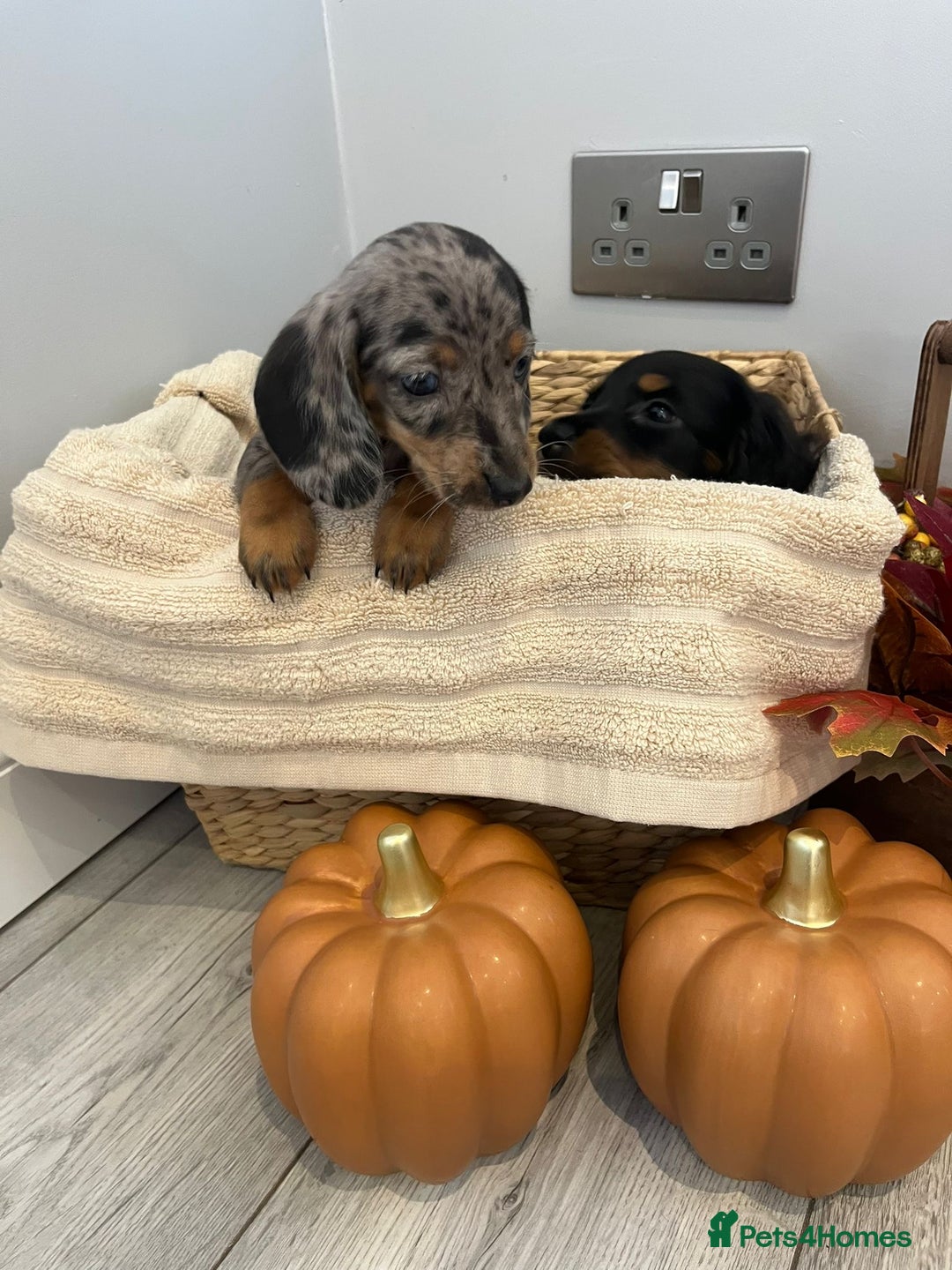 Miniature Dachshund dogs for sale: Beautiful miniature dachshund puppies  - Image 2