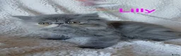 Exotic cats for sale: EXQUISITE GCCF PERSIAN EXOTIC BABIES - Advert 28