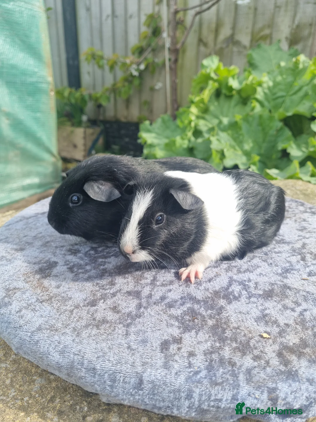 Guinea Pig rodents for sale: Two pairs of male guinea pigs  - Advert 2