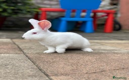 New Zealand rabbits for sale: Rabbits White New Zealand for Sale - Image 1