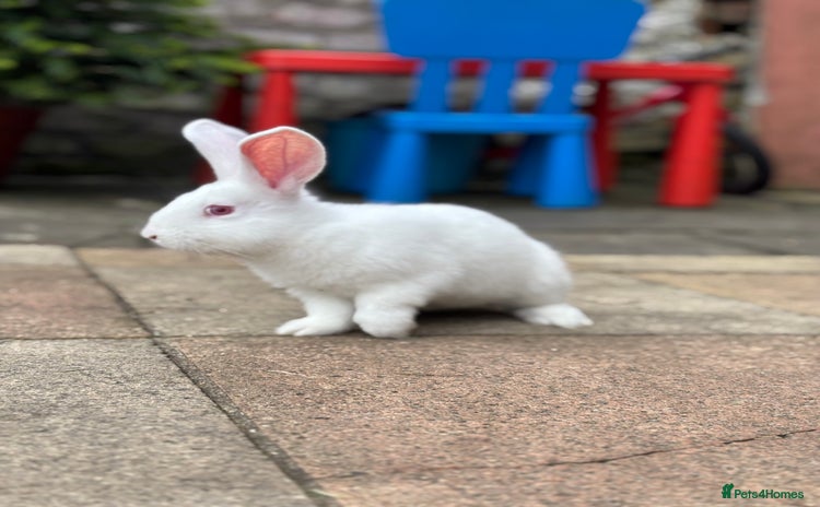 New Zealand rabbits - Advert 1