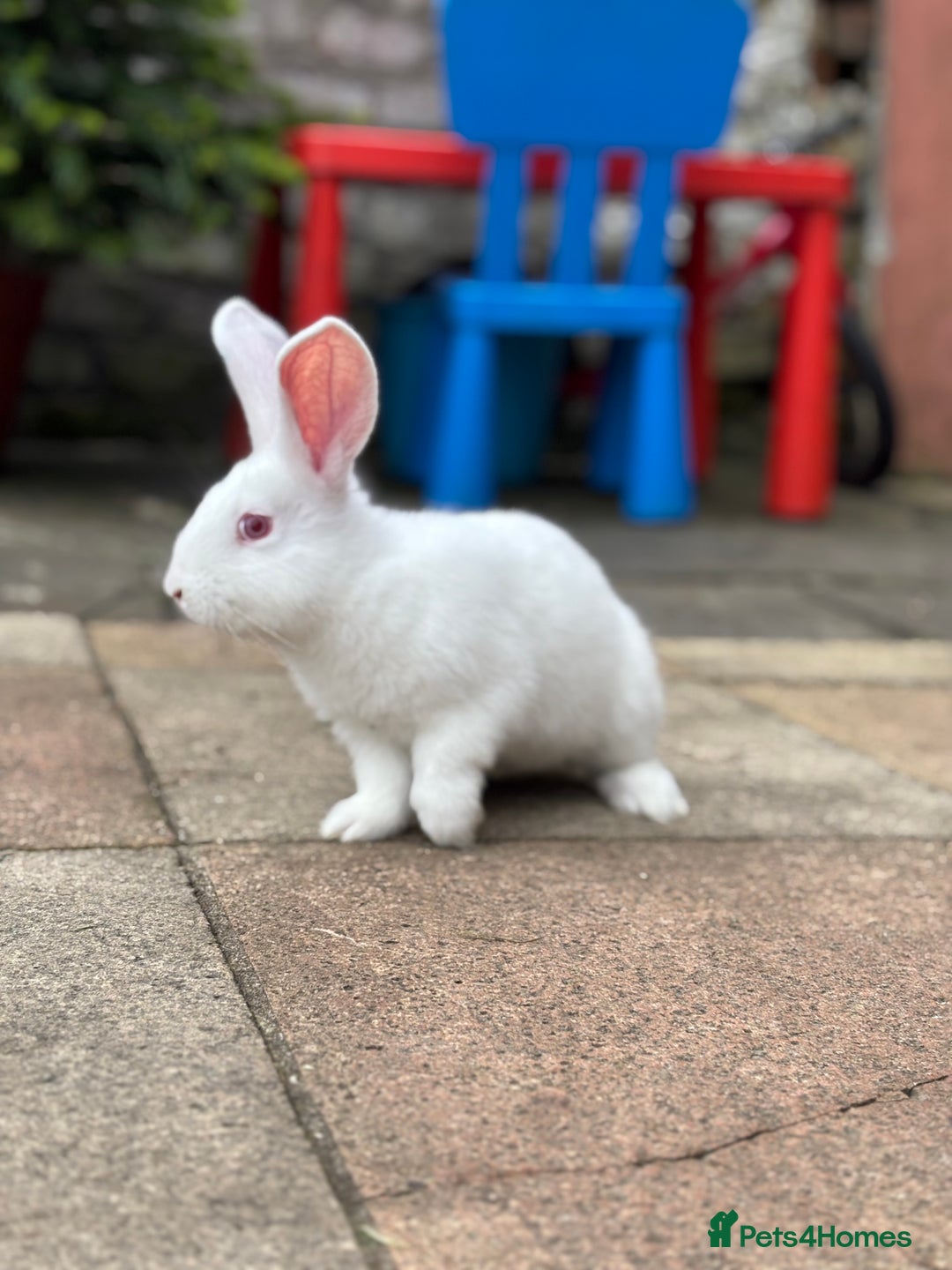 New Zealand rabbits for sale: Rabbits White New Zealand for Sale - Image 1
