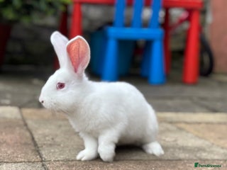 New Zealand rabbits - Advert 12