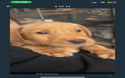 Labrador Retriever dogs for sale: Labrador Pups - Image 12
