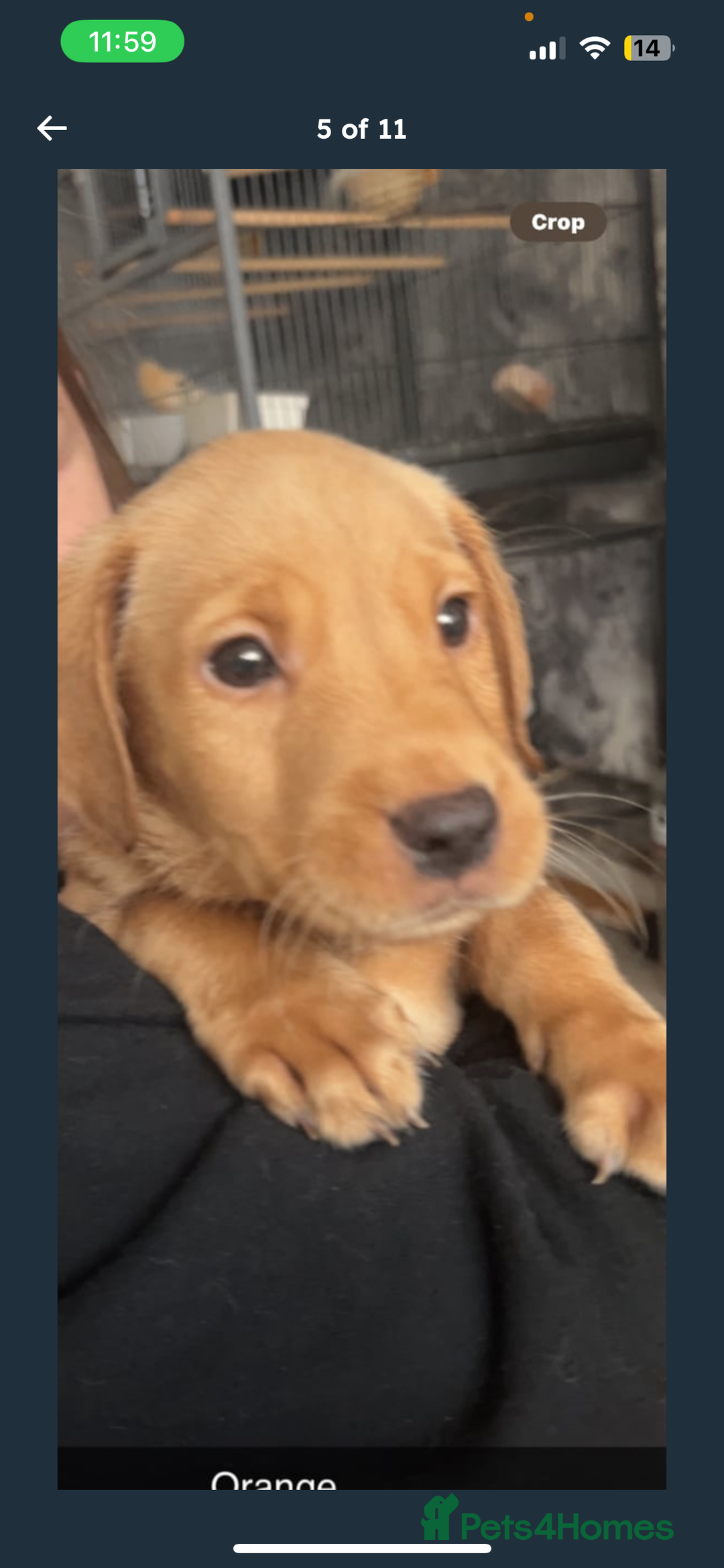 Labrador Retriever dogs for sale: Labrador Pups - Image 12