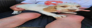 Cocker Spaniel 5