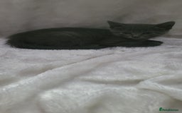 Mixed Breed cats for sale: Lovely kittens  - Image 1