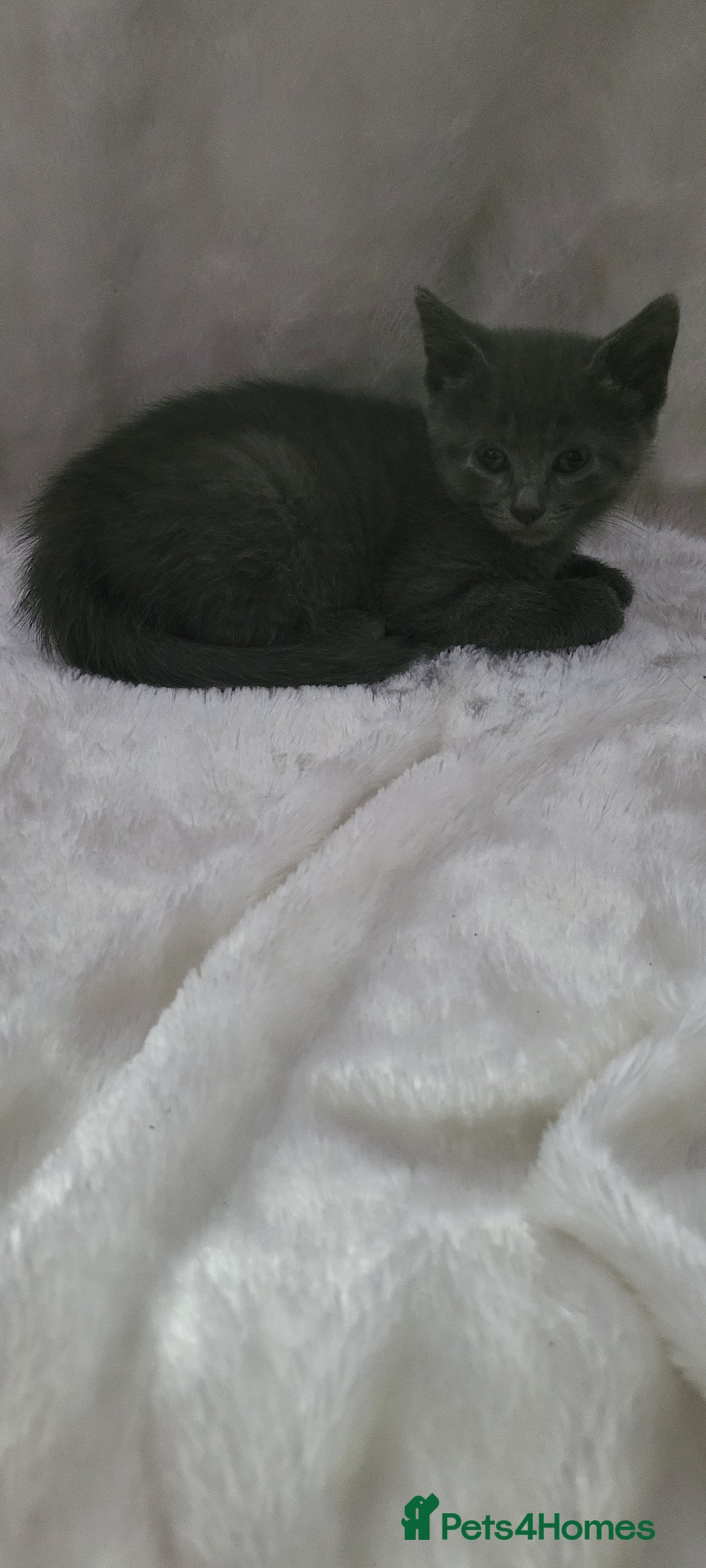 Mixed Breed cats for sale: Lovely kittens  - Image 1