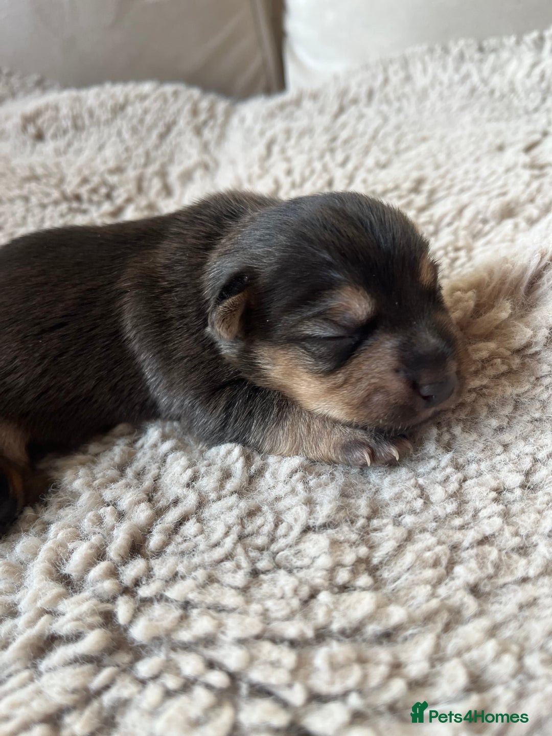 Jack Russell dogs for sale: Jack Russel puppies - Advert 12