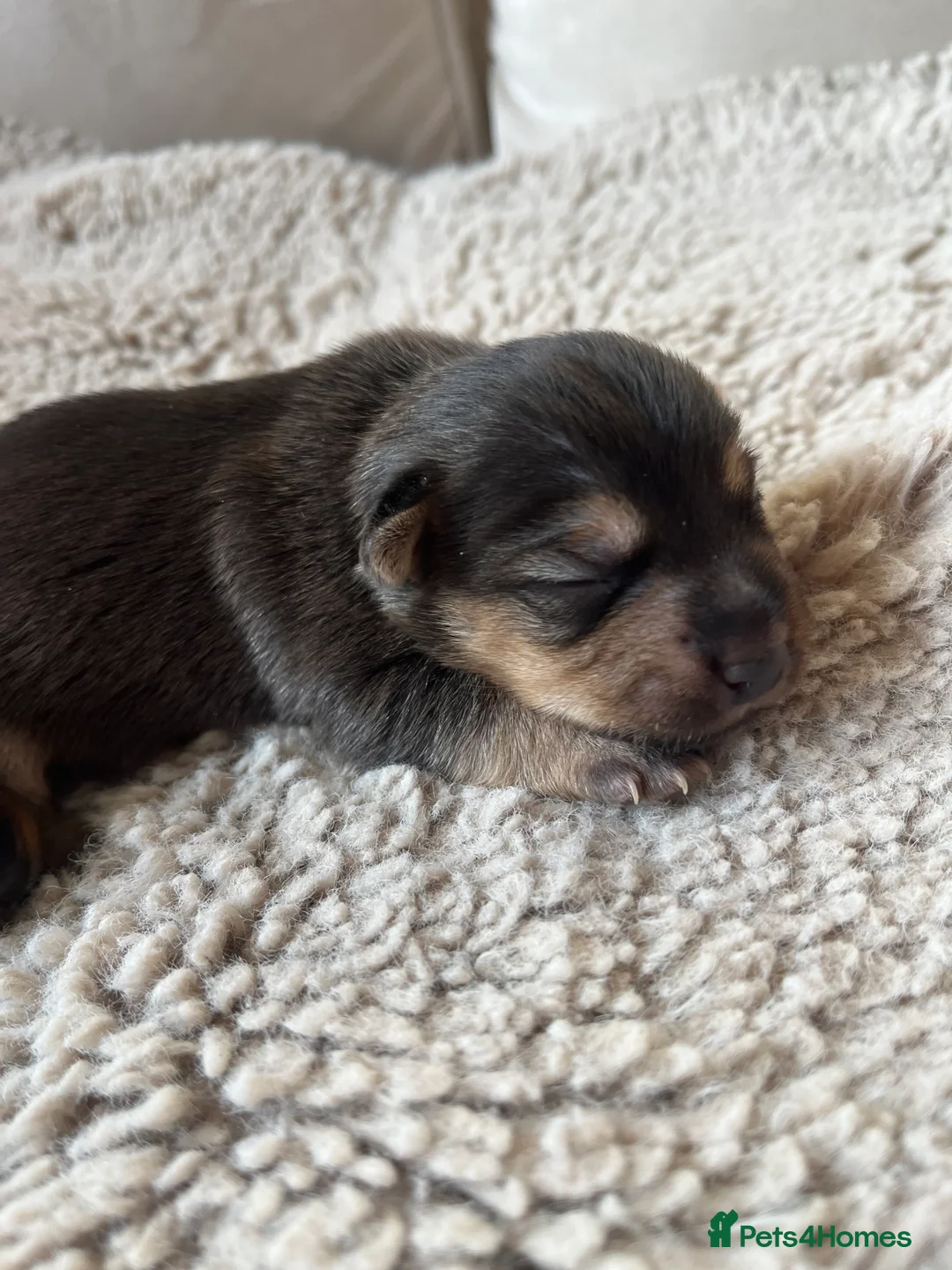 Jack Russell dogs for sale: ❌ sold ❌Jack Russel puppies - Advert 9