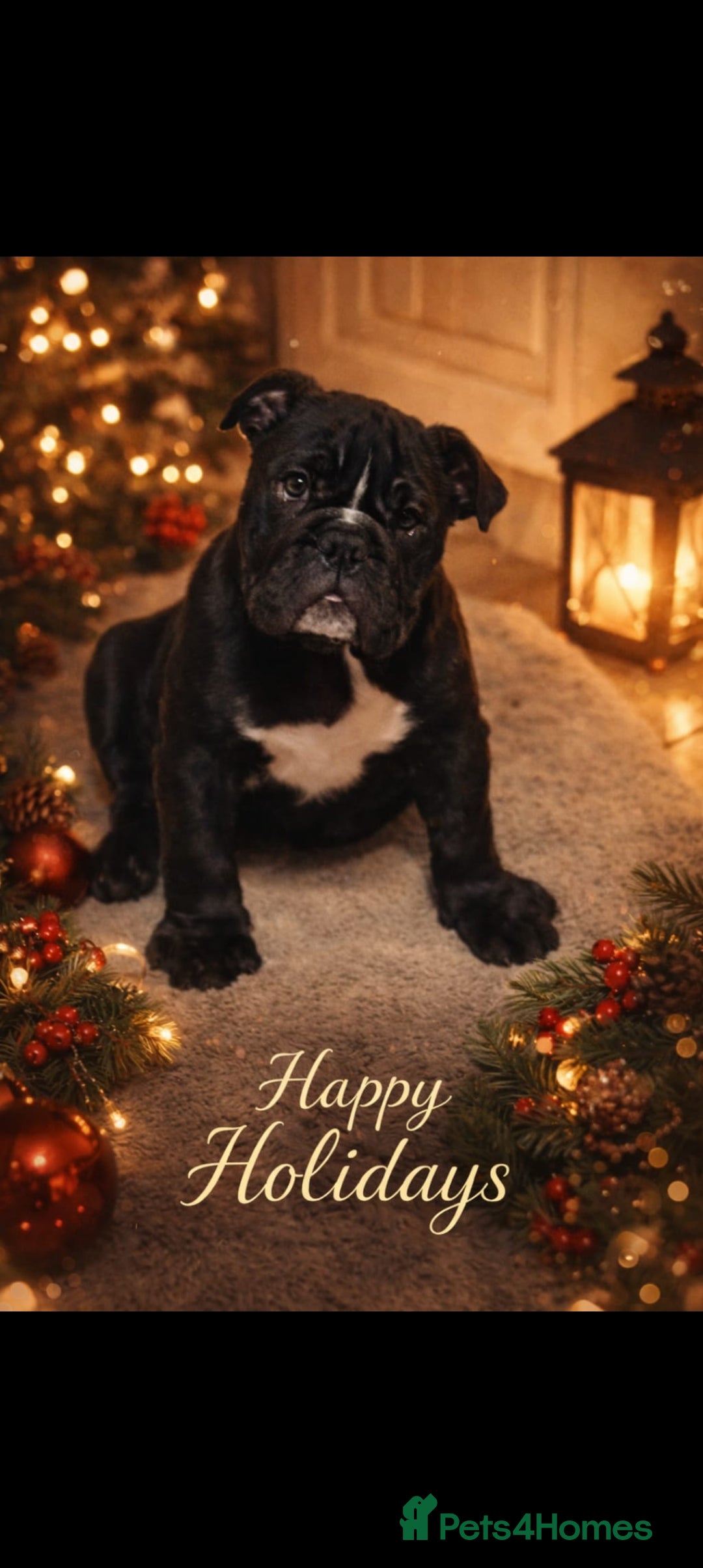 English Bulldog dogs for sale: Miss Oya - Advert 3