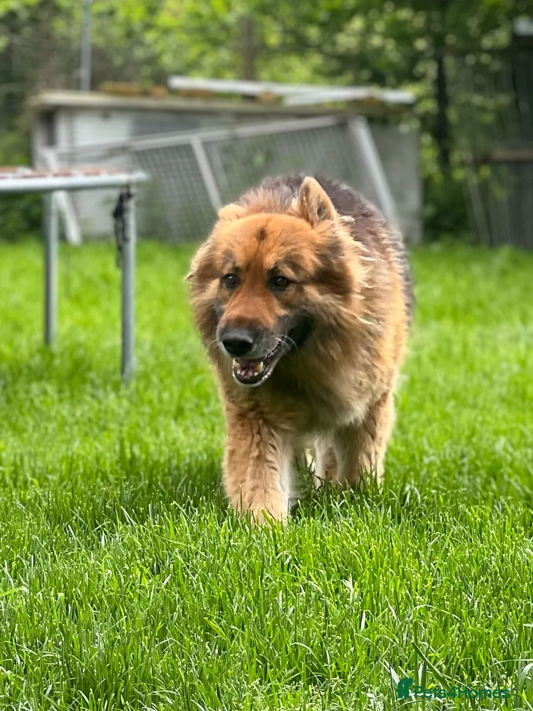 German Shepherd dogs for sale: 2 Adult German shepherds for free. - Advert 2