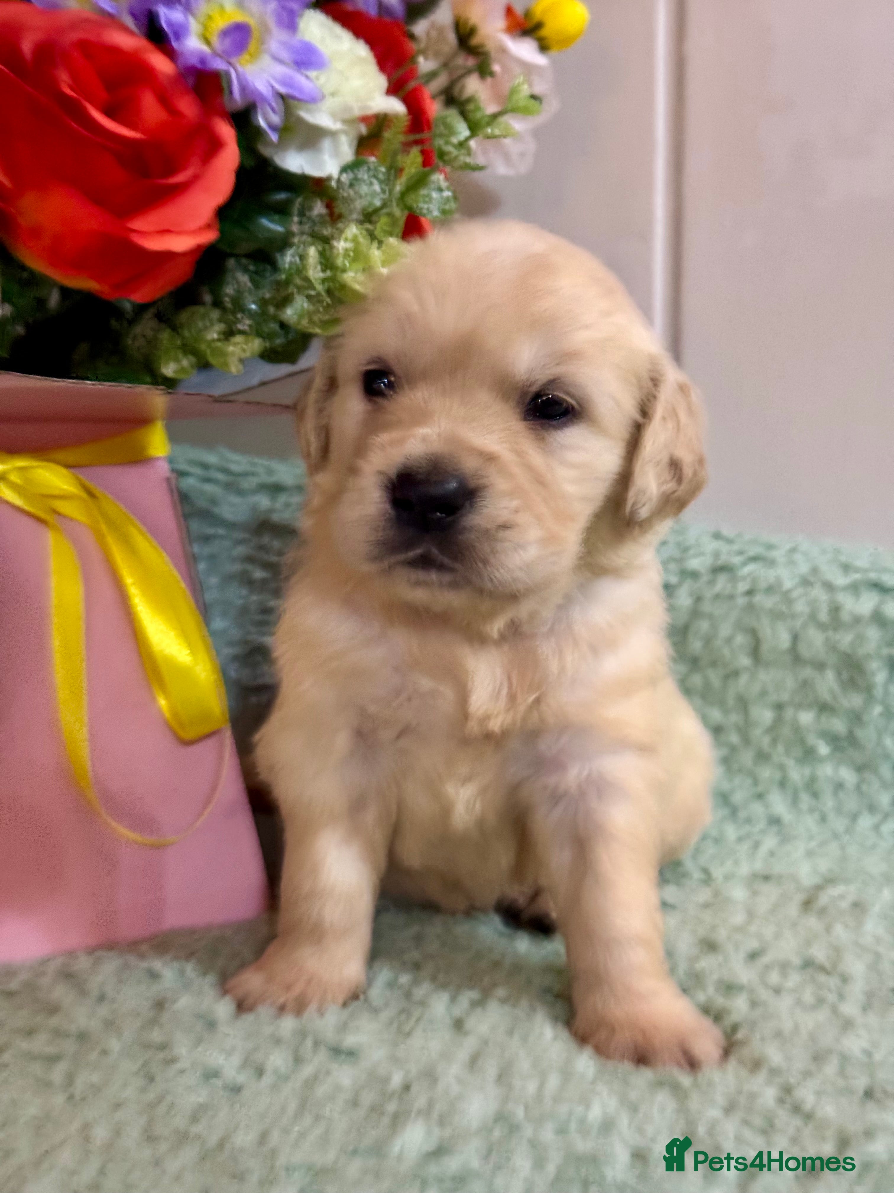 Golden Retriever dogs Boys only  kc reg golden retriever puppies  - Advert 3