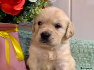 Golden Retriever dogs Boys only kc reg golden retriever puppies - Advert 3