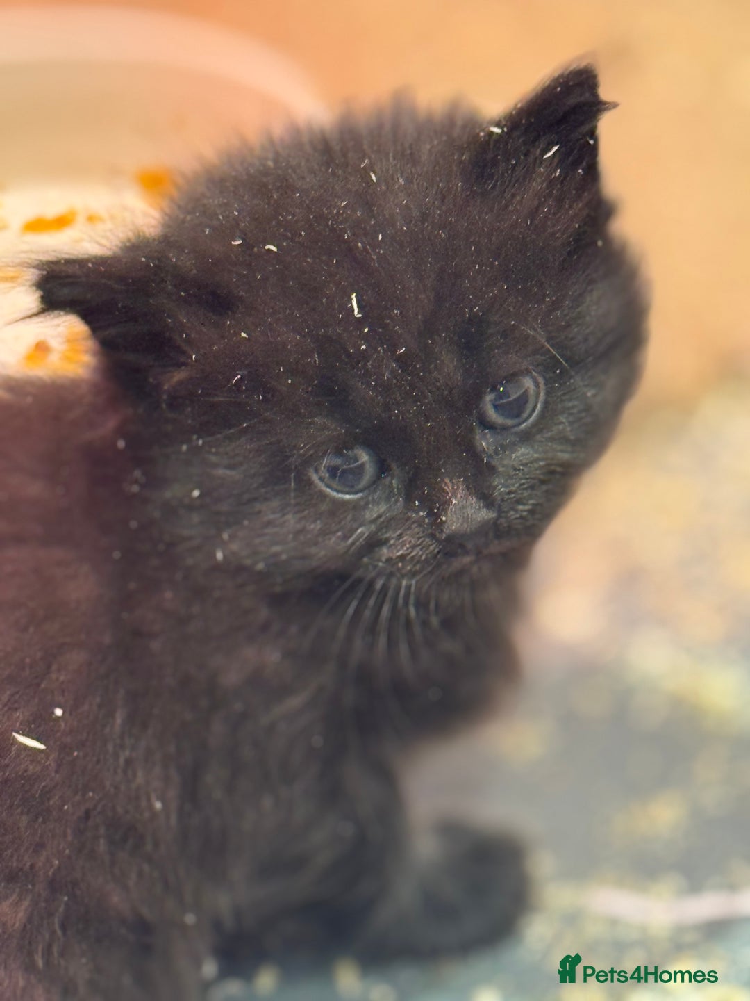 Mixed Breed cats for sale: 5 lovely kittens for sale  - Image 23