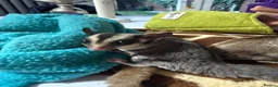 Sugar Glider rodents for sale: 2 Sugar glider girls available  in London - Advert 7