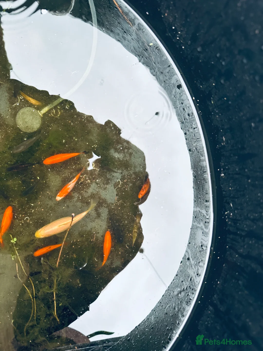 Goldfish fish for sale: Baby Pond Golfish 2-5cm   - Advert 2