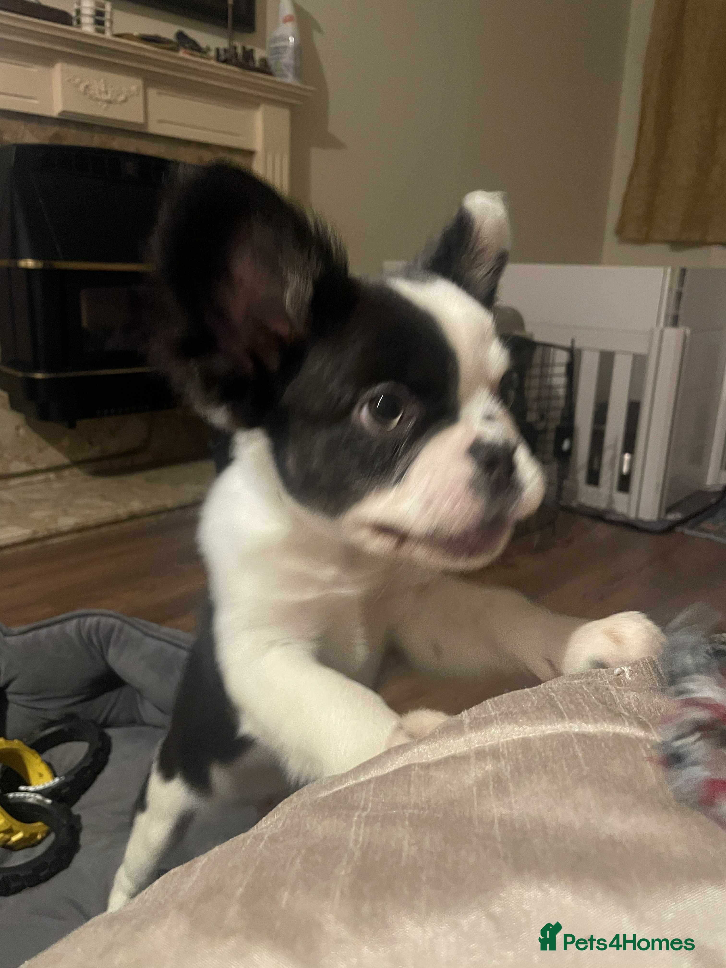 French Bulldog dogs Fluffy Frenchies Ready Now  - Advert 9