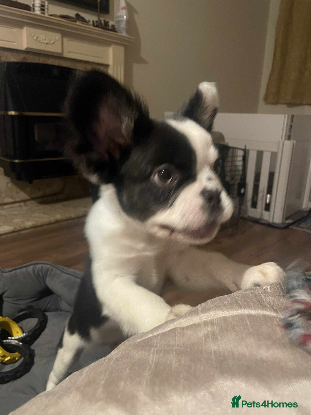 French Bulldog dogs for sale: Fluffy Frenchies Ready Now  - Advert 1