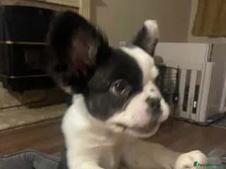 French Bulldog dogs Fluffy Frenchies - Advert 17