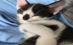 Mixed Breed cats for sale: Kittens for sale - Image 15