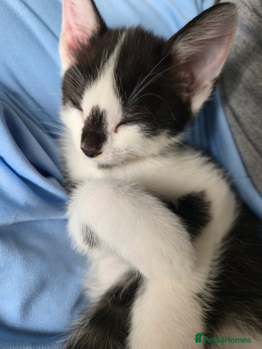 Mixed Breed cats for sale: Kittens for sale - Image 15