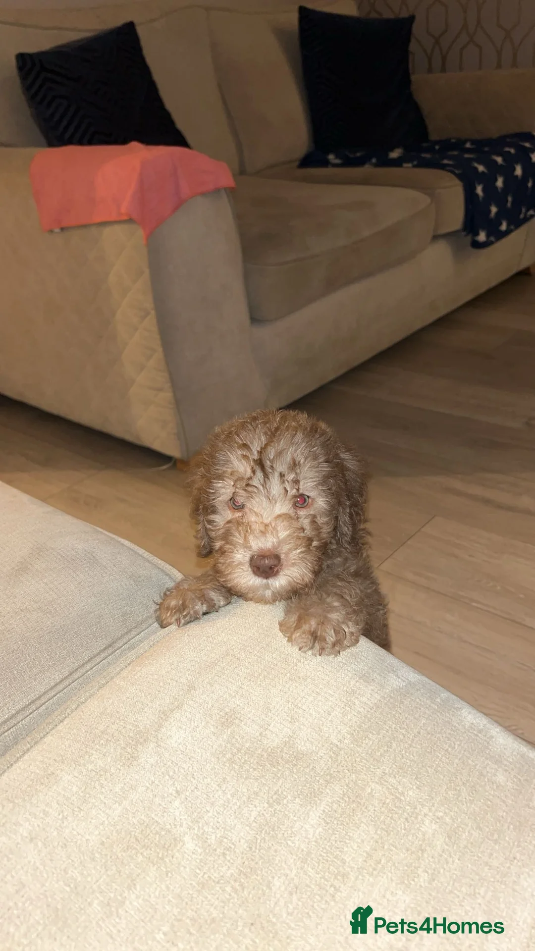 Bedlington Terrier dogs for stud: Liver Bedlington terrier for stud. in Darlington - Advert 6