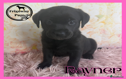 Labrador Retriever dogs for sale: *Ready Now* Quality Black Labradors  - Image 13