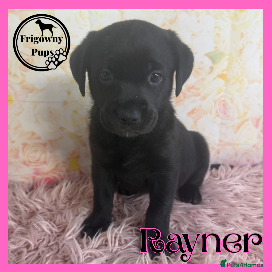 Labrador Retriever dogs for sale: *Ready Now* Quality Black Labradors  - Image 13