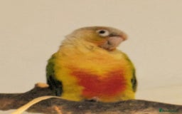 Conures birds for sale: Tamed male conure for sale - Advert 1